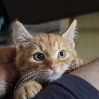 ちょっと手足が短い丸顔のマロンちゃん♪