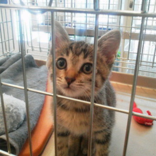 子猫の里親さんを募集しています！