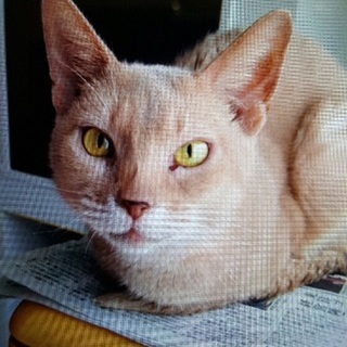 アビシニアンの里親を募集します！