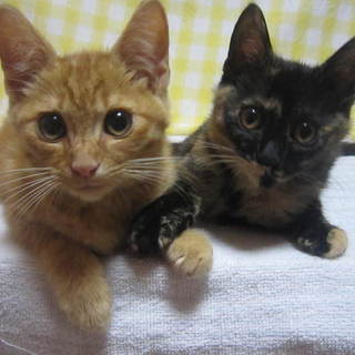 茶トラ＆サビ柄兄弟２匹★去勢避妊費用負担あり