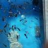 三色出目金の稚魚の里親募集中です！ サムネイル2