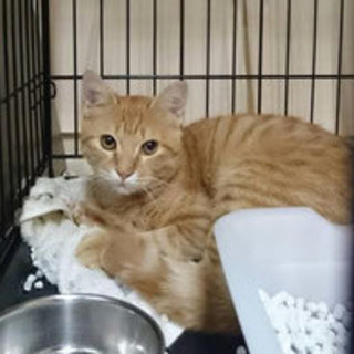 まる顔3兄妹☆ファズ・ピッチ・シフター