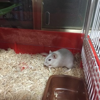 カラージャービル