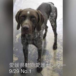 愛媛県動物愛護センターに保護されています！