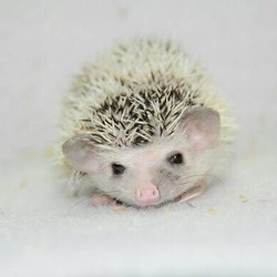 【ハリネズミ/ヒメハリテンレック】販売 アカウント