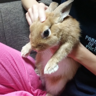 ネザーランドドワーフ　可愛がってくださる方