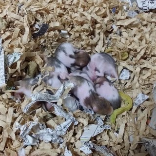 ゴールデンハムスターの赤ちゃん♡