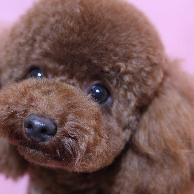 キタールのカバー写真