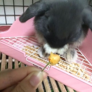 【問い合わせ多数の為募集一時停止】