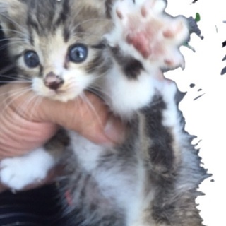 保護中わんぱくニャンコ