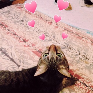 黒のキジトラ♀去勢済み