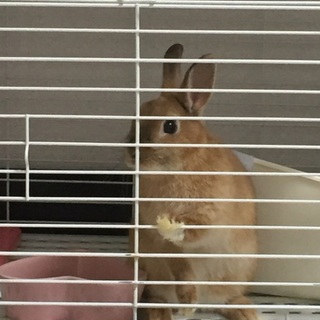 ネザーランドドワーフ男の子