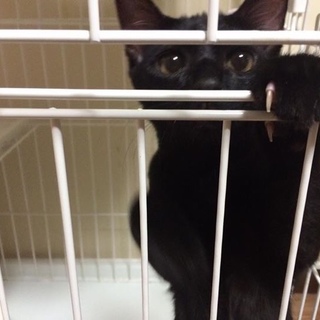ネコリパ子猫保育園  甘えん坊でおとなしいリン