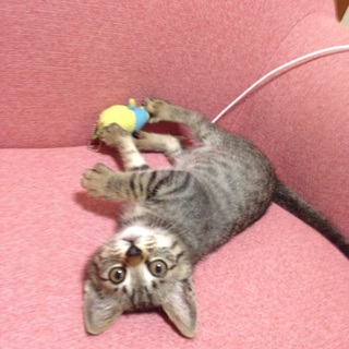 至急！可愛がって下さい！