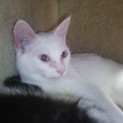 ブルーアイの白猫ちゃんです♡