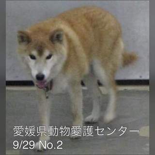愛媛県動物愛護センターに保護されています！