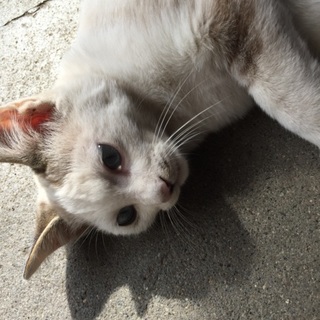 素敵な里親様を募集します‼︎