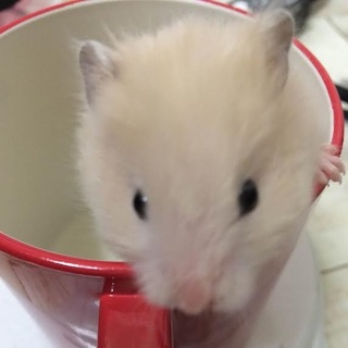 迷いハムスター