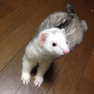 フェレット（マーシャル）の里親募集しています。