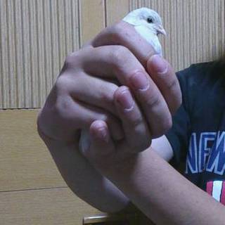 姫ウズラ里親募集