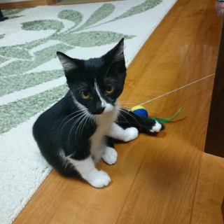  キレイな女の子です♪予防接種済み