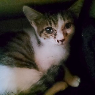 人懐こい男の子 超甘えん坊です♡