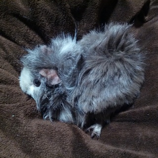 モルモット里親募集