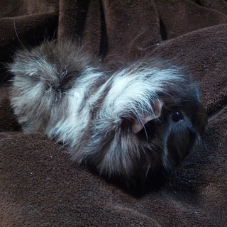 モルモット里親募集