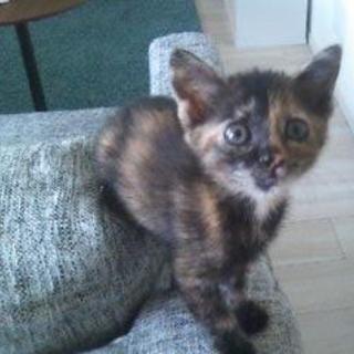 生後２カ月過ぎサビ姉妹