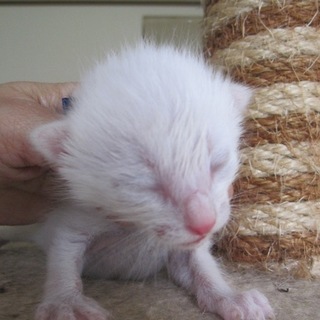 青い目の赤ちゃん白猫　サム君　授乳中