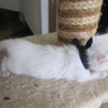 青い目の赤ちゃん白猫　サム君　授乳中 サムネイル2