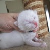 青い目の赤ちゃん白猫　サム君　授乳中 サムネイル3