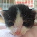 9/14生まれの子猫ちゃん
