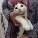 かわいい子猫パッチーちゃんのビデオを見てください