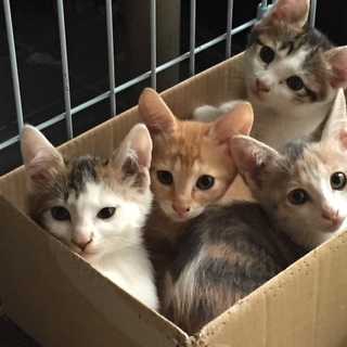 3匹の子猫がいます！人懐こいです(^-^)
