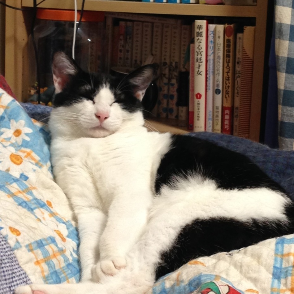 海のカバー写真