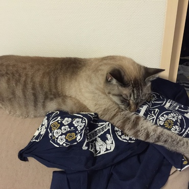 爆睡するさくらちゃん