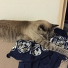 爆睡するさくらちゃん