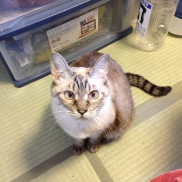 猫じゃらしを待つひめちゃん