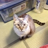 猫じゃらしを待つひめちゃん
