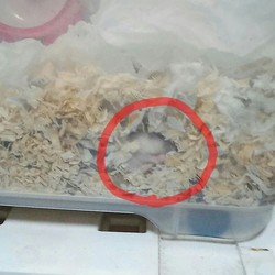 離乳食、はじめました