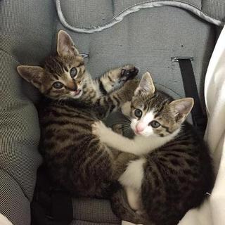 仲良し兄妹のキジ白さん