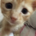 生まれて１カ月ちょっとの子猫！