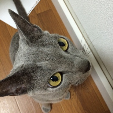 目は金色のことが、多いです。緑色の時も