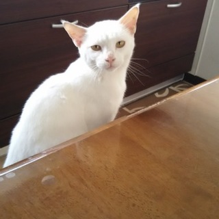 白の美猫ちゃん