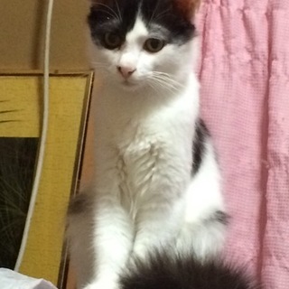少しシャイなピクシー、可愛がって