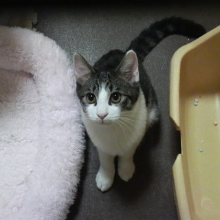 母猫さんが大切に育んだ仔猫ちゃん♪