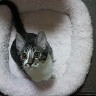 お乳を沢山飲んで育った仔猫ちゃん♪