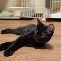 ネコリパ子猫保育園 一番元気な黒猫マーくん