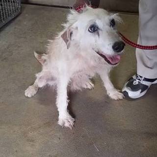 緊急募集 眉上のヒゲが 熊本県 犬の里親募集 ペットのおうち 月間利用者150万人